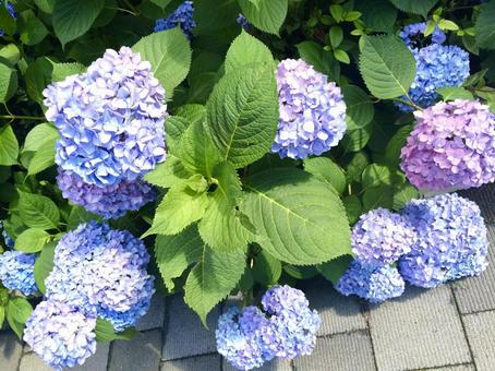 紫陽花 紫陽花の写真