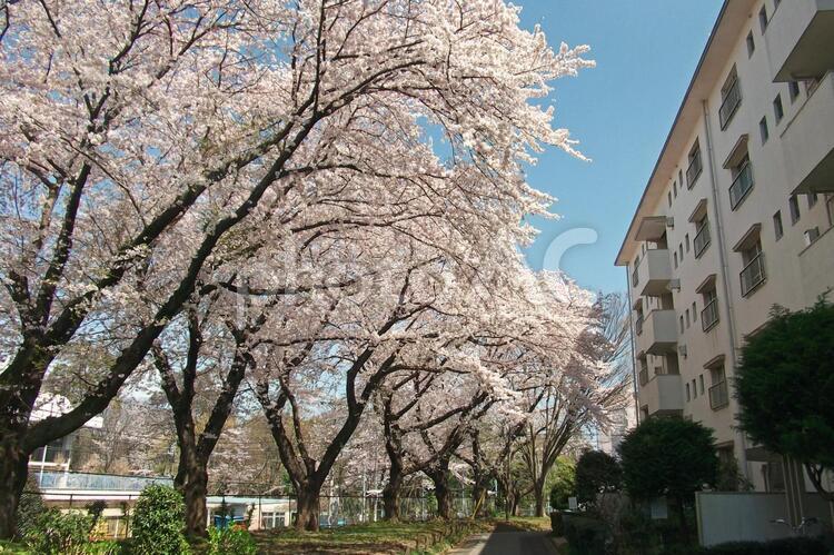 小金原散策・春　「桜・団地編」　#17 小金原団地,団地,集合住宅の写真素材