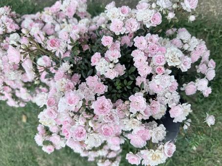White and pink roses, JPG