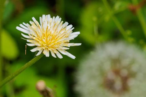 シロバナタンポポ シロバナタンポポ 花,植物,自然の写真素材