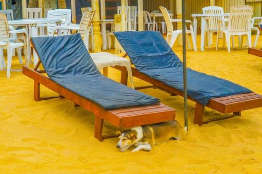 ビーチの椅子下で休む犬 ビーチの椅子下で休む犬 犬,ビーチチェア,テーブルの写真素材