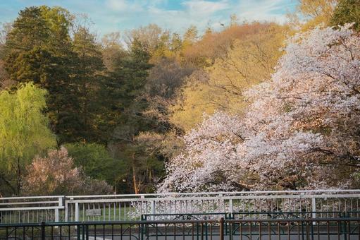 彩り 彩り 桜,春,花の写真素材