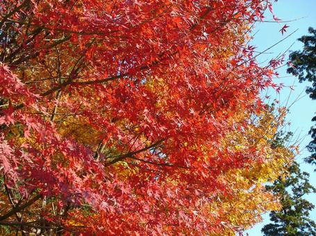 紅葉003 紅葉003の写真