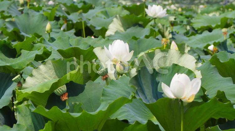 真夏の蓮根畑・炎天の蓮の花・茨城県土浦市 真夏,蓮根畑,蓮の花の写真素材