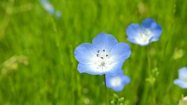 春風に揺れるネモフィラ 春風に揺れるネモフィラ ネモフィラ,花,春の写真素材