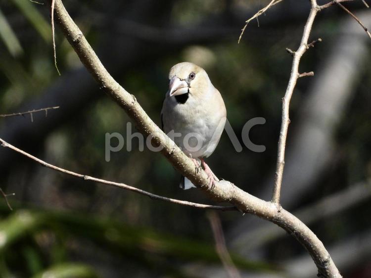枝にとまるシメ 鳥,野鳥,シメの写真素材