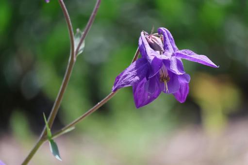 紫色の花びらのセイヨウオダマキの花 紫色の花びらのセイヨウオダマキの花の写真