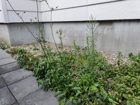 敷地の雑草 敷地の雑草の写真