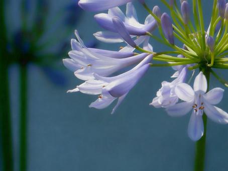 Photo, agapanthus, purple clam, blue, 