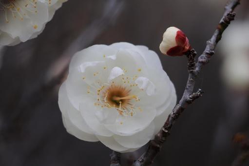 White plum, JPG