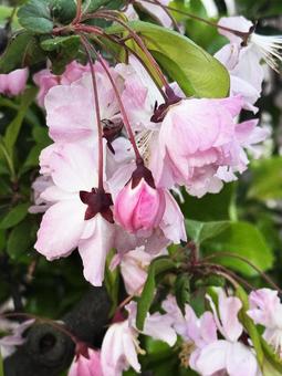 ピンクの花 ピンクの花の写真