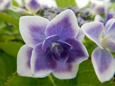 [Flower photo] Hydrangea flower, JPG