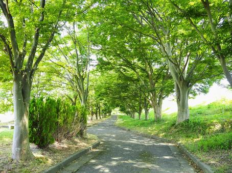 夏の景色３７ 公園,歩道,遊歩道の写真素材