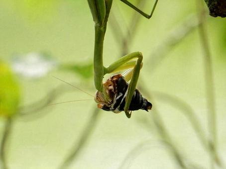 【昆虫写真】カマキリ 【昆虫写真】カマキリ カマキリ,蟷螂,鎌切の写真素材