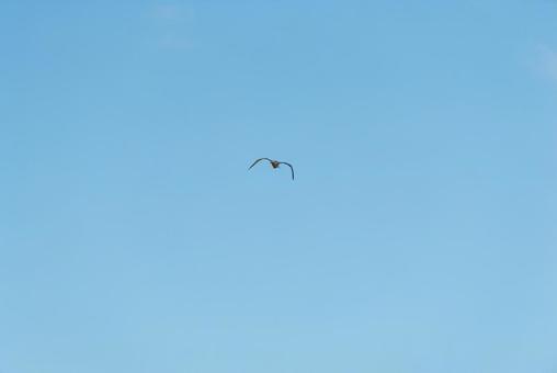 大空を優雅に舞うセグロカモメ 大空を優雅に舞うセグロカモメ セグロカモメ,渡り鳥,冬鳥の写真素材