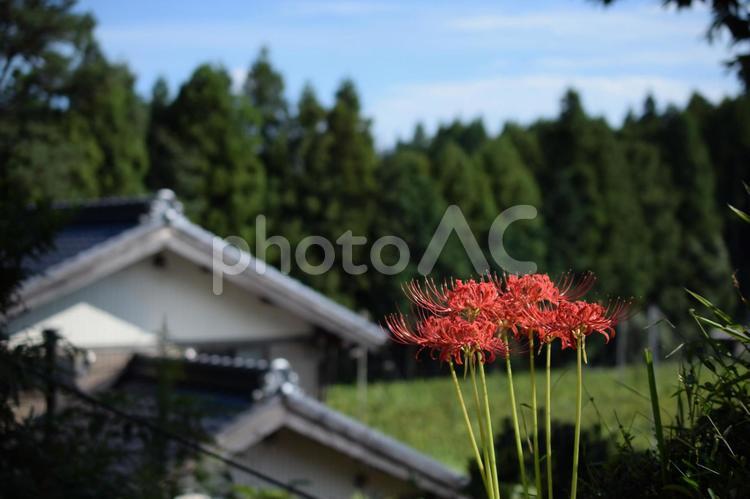 秋の田舎と彼岸花 彼岸花,秋,風物詩の写真素材