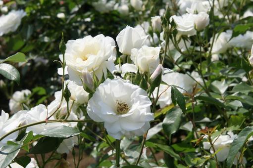 バラ・薔薇 アイスバーグ バラ・薔薇 アイスバーグの写真