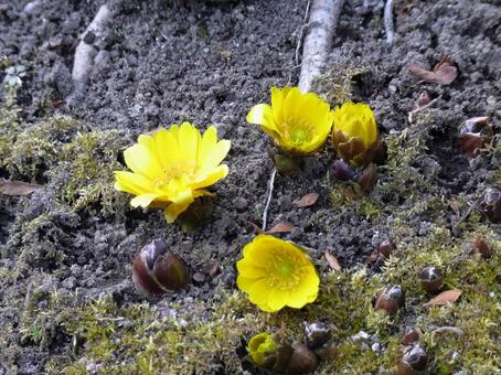 Adonis japonica peeking out from the ground in the garden, JPG