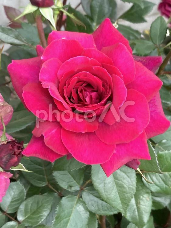 満開に咲き誇るピンクの美しいバラ 薔薇,バラ,ばらの写真素材