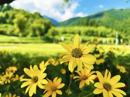 花壇に咲くキクイモモドキ 花壇に咲くキクイモモドキ 空,キクイモモドキ,花壇の写真素材