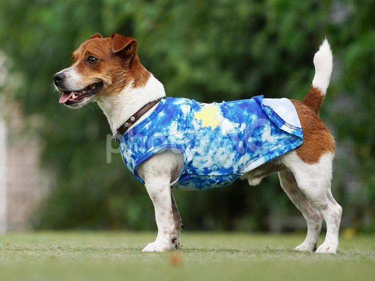 ジャックラッセル・テリア 犬,ジャックラッセル,ジャックラッセルテリアの写真素材
