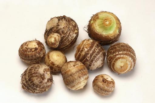 里芋収穫の写真