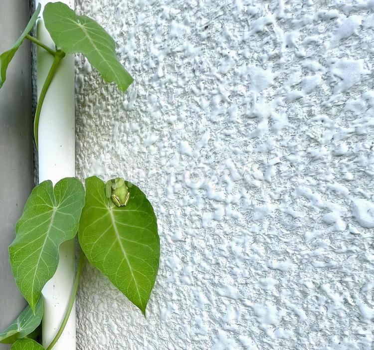 壁を伝う植物とカエル 壁,カエル,葉っぱの写真素材
