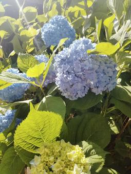 Photo, hydrangea, flower, blue, 