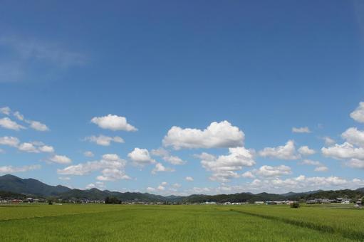 夏雲 夏雲の写真
