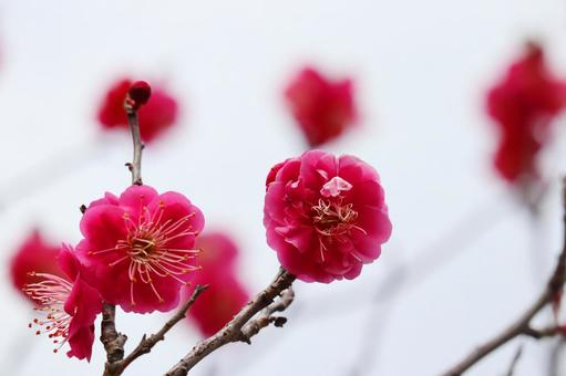 梅1 梅,紅,花の写真素材