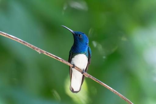 青と緑の光沢が美しいシロエリハチドリ 自然,風景,鳥の写真素材