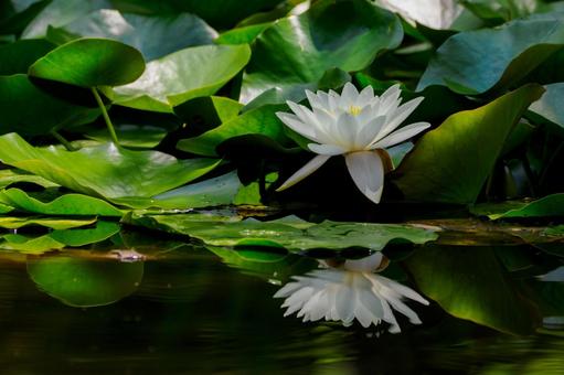 Water Lily(80), JPG
