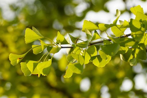 イチョウ イチョウ,葉,黄葉の写真素材