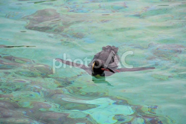 葛西臨海水族園 水族館,ペンギン,葛西臨海水族園の写真素材