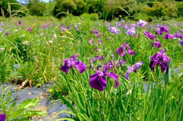 花しょうぶ　三ツ塚史跡公園 花しょうぶ,花菖蒲,ハナショウブの写真素材