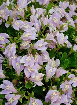 ピンクの花＊サギゴケ＊下草 サギゴケ,花,宿根草の写真素材