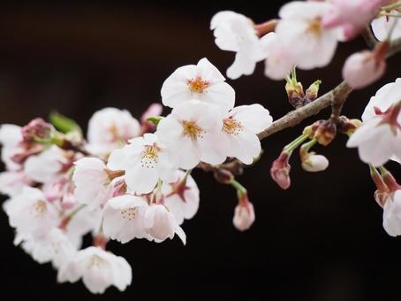 桜 桜の写真