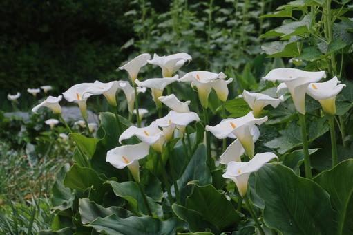 群生カラー 群生カラーの写真