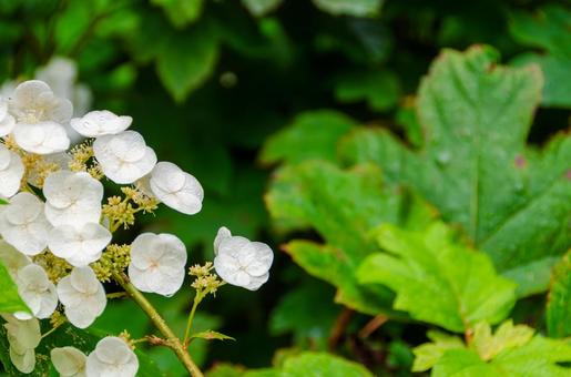 White flowers of hydrangea covered with raindrops, JPG White flowers of hydrangea covered with raindrops, JPG