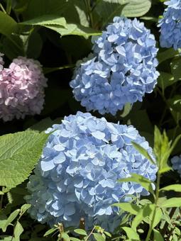 梅雨の晴れ間に咲くあじさいです。 梅雨の晴れ間に咲くあじさいです。 紫陽花,青,梅雨の写真素材