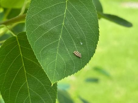 カメムシの卵 カメムシの卵 木,自然,風景の写真素材