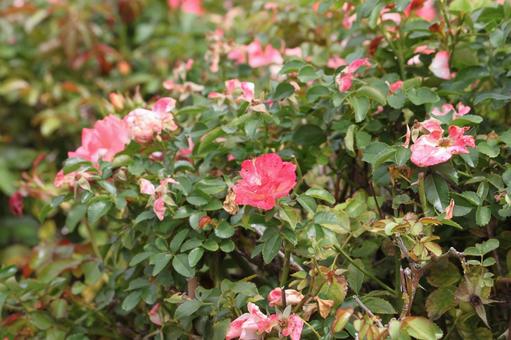 桃色バラ2 桃色バラ2 薔薇,バラ,ピンクの写真素材