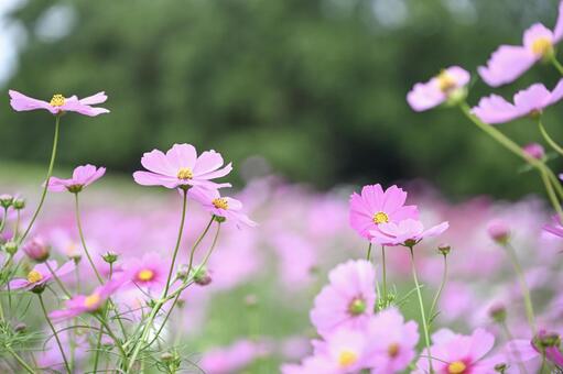 コスモス コスモス,花,秋の写真素材