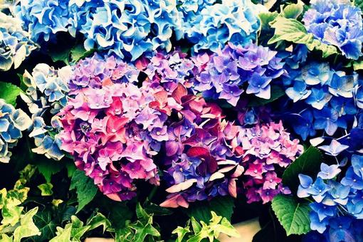 紫陽花 紫陽花の写真