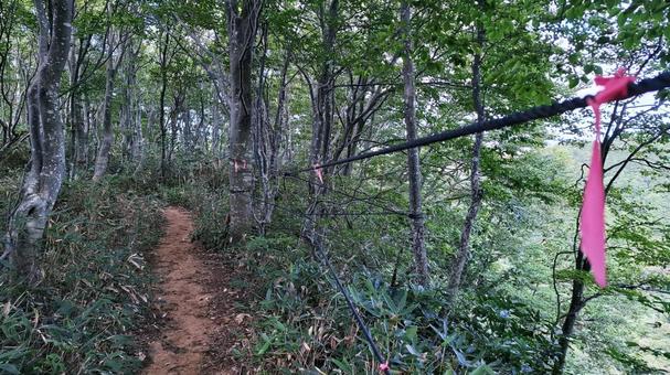 登山道と赤布 赤布,ピンク布,あかふの写真素材