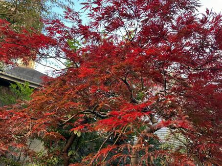 紅葉 紅葉,枝垂れ紅葉,秋の写真素材