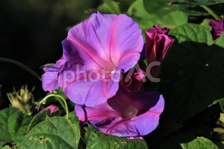 あさがお1(神奈川県・横浜市内にて) アサガオ,花弁,あさがおの写真素材