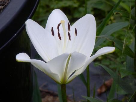 【花の写真】百合の花 【花の写真】百合の花の写真