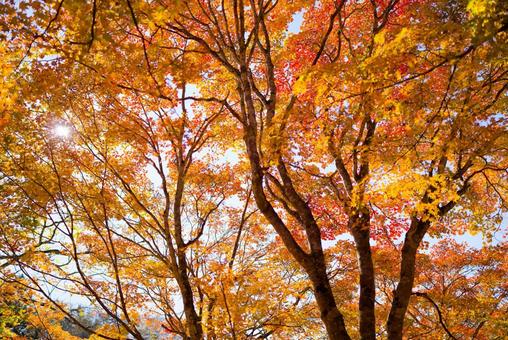 紅葉 紅葉 紅葉,もみじ,秋の写真素材