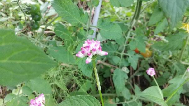 ピンクで可愛いが棘ありママコノシリヌグイの写真